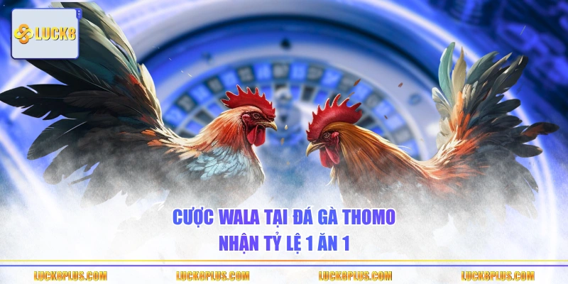 Cược Wala tại đá gà Thomo nhận tỷ lệ 1 ăn 1