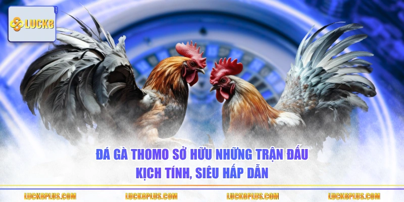 Đá gà Thomo sở hữu những trận đấu kịch tính, siêu hấp dẫn